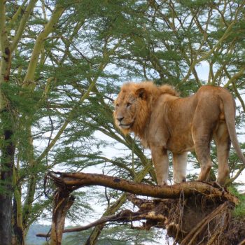 Leeuwen in Lake Nakuru National Park