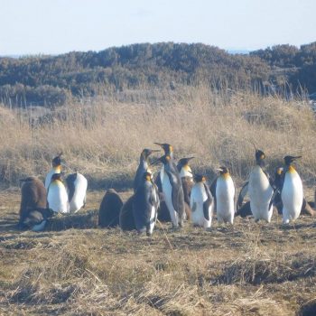 Pinguinos Tierra del Fuego