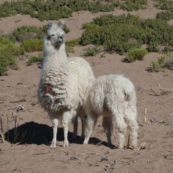 Lama's tijdens de Salar de Uyuni tour