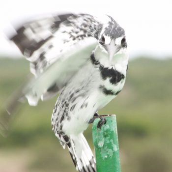 Deze prachtige ijsvogels zie je veel