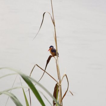 IJsvogel