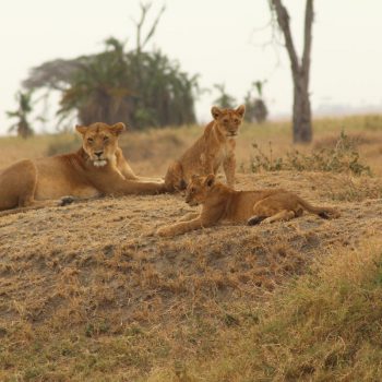 Leeuwen in Serengeti NP