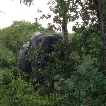 Kruger National Park