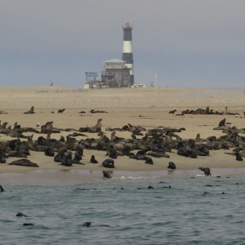 Pelsrobben bij Walvisbaai