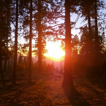 sunset in het woud