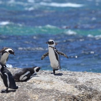 Boulders Beach