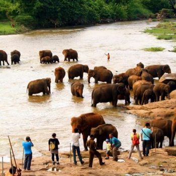 Elephants Orphanage