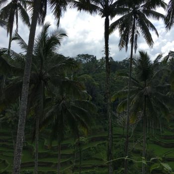 Rijstvelden bij Bali 