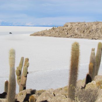 Cactus eiland op de salar