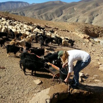 Dades Vallei, geiten laten drinken