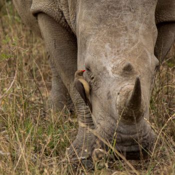Witte neushoorn in Hluhluwe-iMfoloz