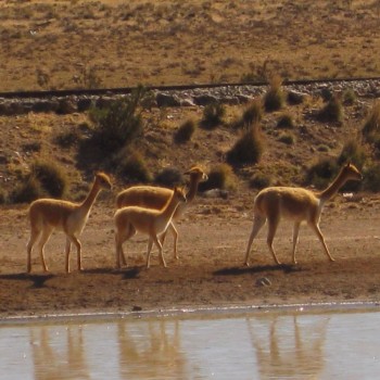 Vicuna's