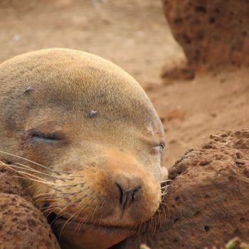 Zeehondje op de Galapagos