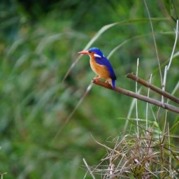 Prachtige Kingfisher in Jinja