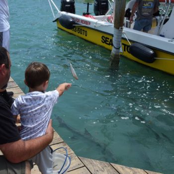 Vis voeren aan de tarpons bij Robbie's