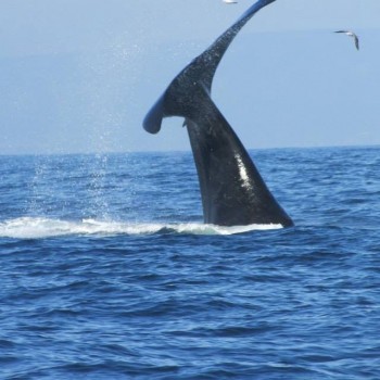 Whalewatching