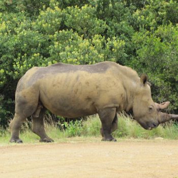 Onverwachte neushoorn in iSimangaliso NP