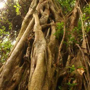Baobab trees ('the tree of life')