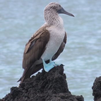 bluefoot boobie