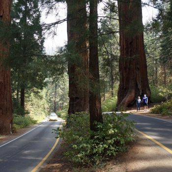 Sequoia Road split