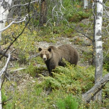 de grizzlie tijdens de hike 