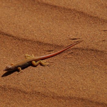 Salamander in Deadvlei