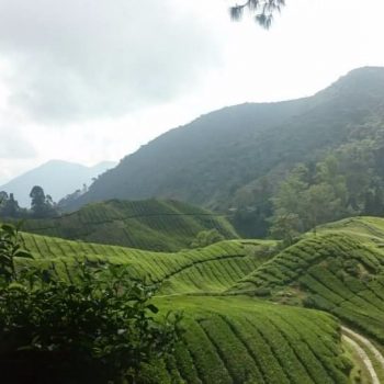Theeplantages Cameron Highlands 