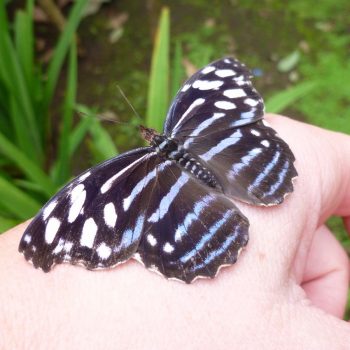 Spyrogyra Butterfly Garden, vlindertuin in San José