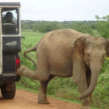 Deze olifant vond blijkbaar ook dat deze jeep te dichtbij stond