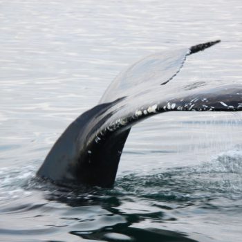 Walvistocht, 15 meter grote walvis