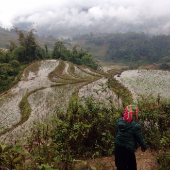 Sapa