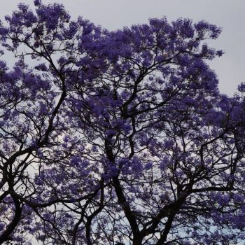 Een straat met bomen vol met paarse bloemen