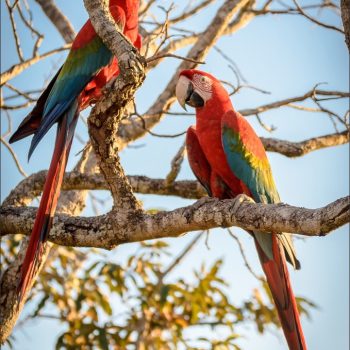 Pantanal