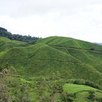 Theeplantage