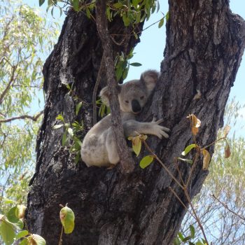 Koala's spotten in het wild