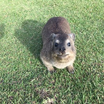 Dassie!
