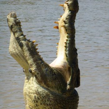 Jumping crocodile cruise op Yellow Waters Creek