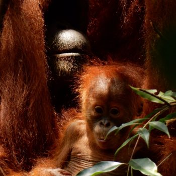 Oeranoetang met baby tijden de hike door de jungle