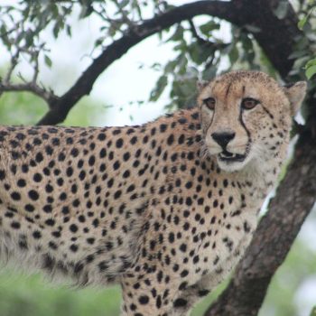 Cheetah in het Kruger Nationaal Park