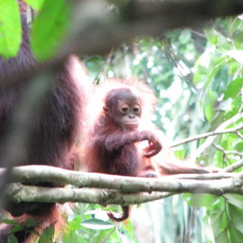 baby oeran oetang in Borneo
