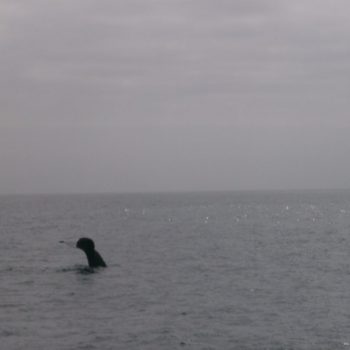 Whale Whatching vanuit Santa Barbara