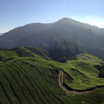 Cameron Highlands