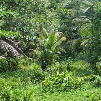 Begin van de jungle