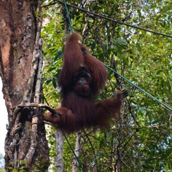 gorilla's bij Semenggoh