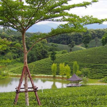 De prachtige natuur in Thailand!