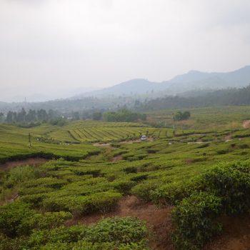 Theeplantages bij Bandung