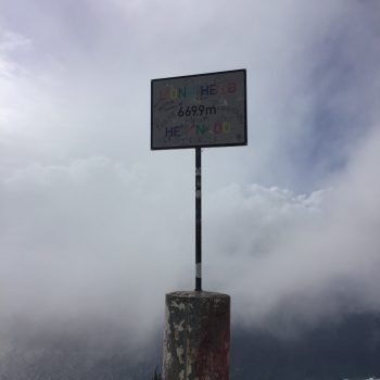 Top lions head