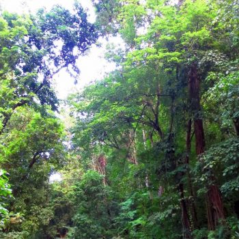 Fern Gully