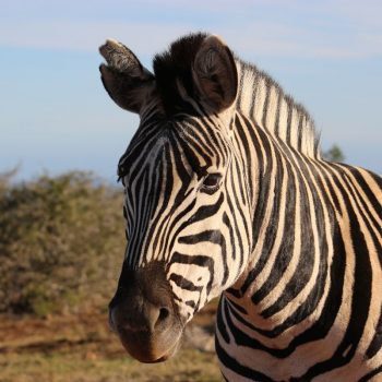 Zebra in Addo