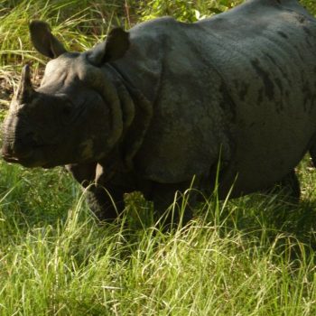 Neushoorn in Chitwan 